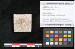 Foto (Objekt + Etikett) von Ulmus braunii Heer (NHMW-GEO-2024-0188-8120)